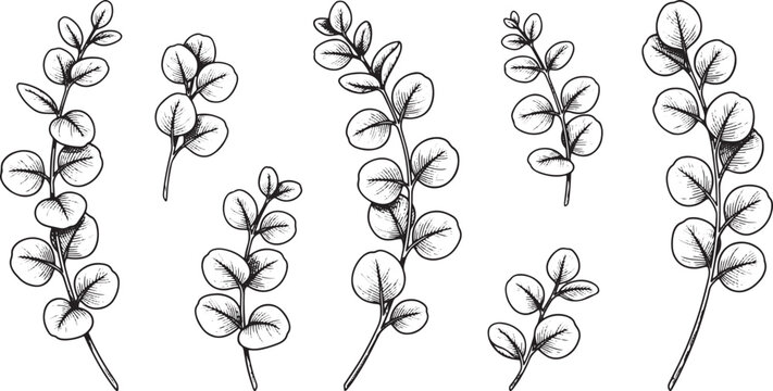 Hand drawn eucalyptus branch set in black and white ink style