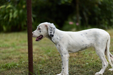 Fototapeta premium White dog stands outdoors on grass beside a metal post, mouth open in a pant. Natural outdoor portrait suitable for pets, outdoor life, or rural scenes.