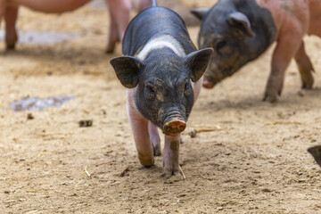 Multiple Piglets On Farm Dirt Ground In Spring And Summer Rural Travel Atmosphere © DoMinh