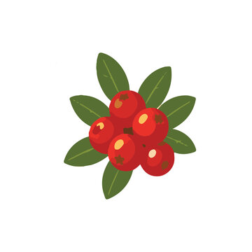 Red Cranberries Autumn Berry Harvest Flat Vector Illustration
