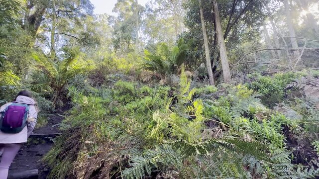 A girl hiker walks along the trail, admiring the dense, lush vegetation, on her way to the summit of Mount Macedon near Melbourne, Victoria, Australia.