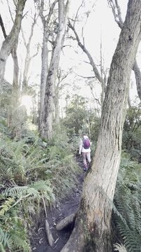 A girl hiker walks along the trail, admiring the dense, lush vegetation, on her way to the summit of Mount Macedon near Melbourne, Victoria, Australia.
