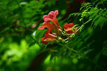 Orange Trumpet Vine Flowers Blooming in Lush Green Foliage © TranPhuoc