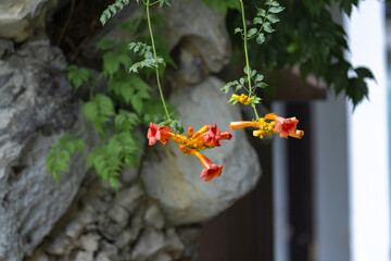 Orange Trumpet Vine Flowers Blooming by Gray Rock Wall © TranPhuoc