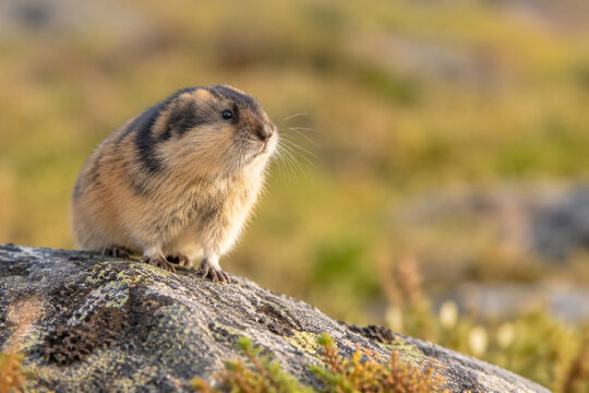 Small brown lemming standing alert on rocky outcrop in grassland
