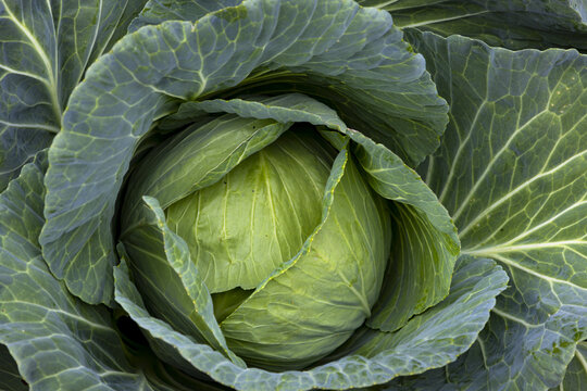Fresh Green Cabbage Growing in Field Close Up