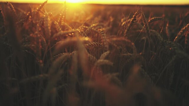 Landscape with rye field in sunrise, moving closeup view of ripe wheat in farm. Summer in countryside, growing cereal for food, bread production, picturesque rural scenery, admire fascinating nature