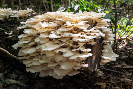 Beautiful set of white mushrooms on dead tree in Igua&ccedil;u Falls