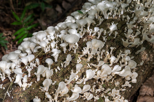 Beautiful set of white mushrooms on dead tree in Igua&ccedil;u Falls