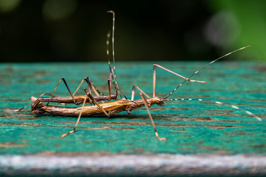 Beautiful view to stick insects mating near Igua&ccedil;u Falls