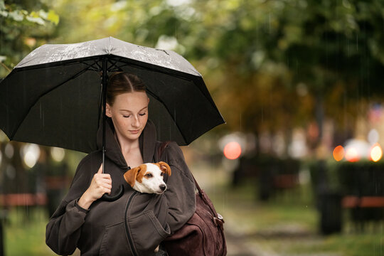 Woman carries her Jack Russell Terrier in a hoodie in the rain