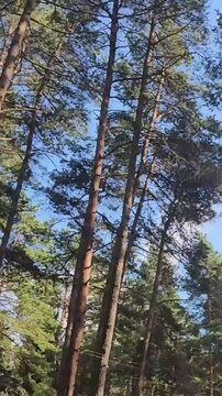 Person climbs trees and moves in the air at an outdoor adventure park in the forest