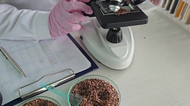 A scientist studying flax seeds under a microscope