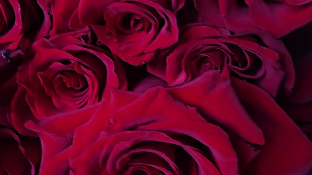 Red roses are arranged and displayed in a decorative manner for a special occasion in a close-up view
