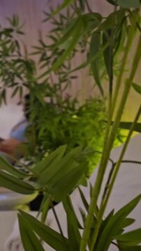 Bamboo plants create a natural setting in a wellness space for relaxation and healing