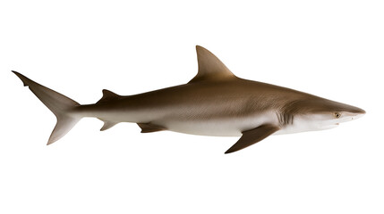 Fototapeta premium Brown shark with pointed fins swimming, isolated on transparent background