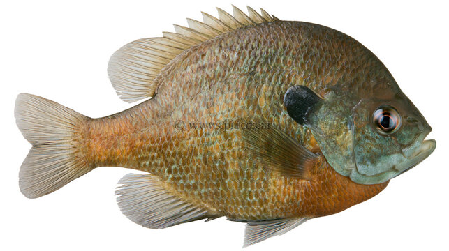 Detailed bluegill sunfish with scales and fins, isolated on transparent background