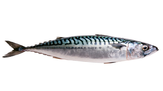 Freshly caught Atlantic mackerel with distinctive wavy dark blue stripes, isolated on transparent background
