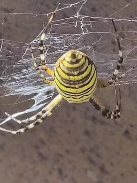 A spider wasp weaving its web