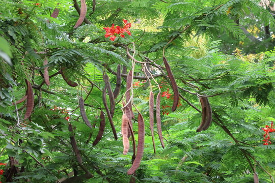 Delonix regia tree in the garden,Gran Canaria,Spain