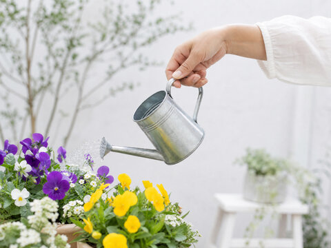 綺麗に咲いた色鮮やかな花にジョウロで水やりをする手元