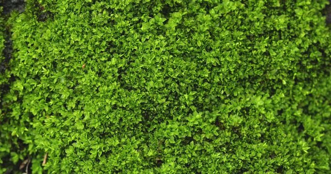 Macro Close-Up of Fresh Vibrant Green Moss After Rain, Lush Natural Texture and Refreshing Atmosphere