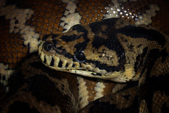 Closeup head Jungle carpet python (Morelia spilota) large snake with patterned skin and scales australian rainforest reptile, Morelia spilota commonly known as the carpet python