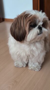 Fluffy shih tzu puppy standing on wooden floors looking around with adorable curious eyes in this heartwarming high definition animal movement video clip for your project