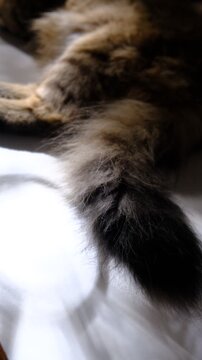Fluffy cat tail wagging . Maine coon breed. Cats wagging their tails can be signs of emotions like angry, anxiety, concentration, agitation, stress. Longhair breed cat
