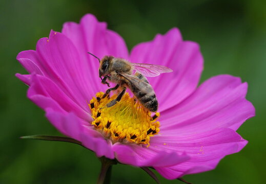 foraging in the garden