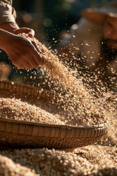 Hands Winnowing Grain In Tray