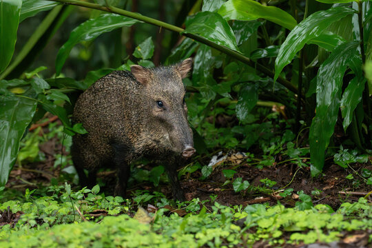 Pecar&iacute; de collar en la selva tropical de Costa Rica