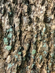 Fototapeta premium Vibrant Tree Bark Texture with Lichen High Contrast Background