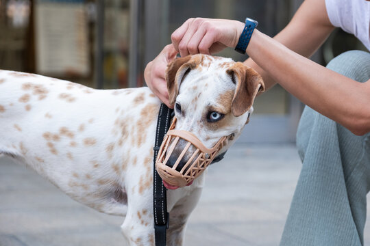 Owner's hands adjusting a mesh muzzle on a calico dog, ensuring pet safety outdoors
