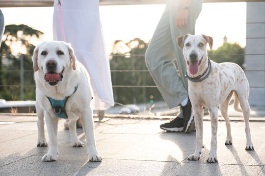 Two dogs standing on a promenade with people during a sunny afternoon walk
