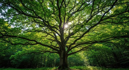 Obraz premium A majestic oak tree stands tall amidst a lush forest, captured from a low angle as bright sunlight filters through vibrant green leaves, eco, majestic, scenery