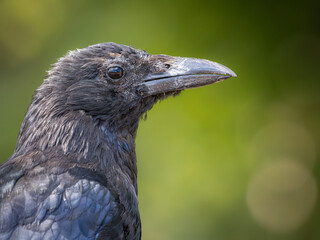 Carrion crow (Corvus corone) in profile, close portrait, London, UK. © Paul Bean