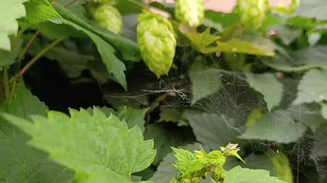Closeup of fresh green hop cones and leaves on a spider-webbed plant growing in a garden