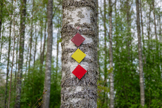Colored hiking trail markers on birch tree in green Finnish forest