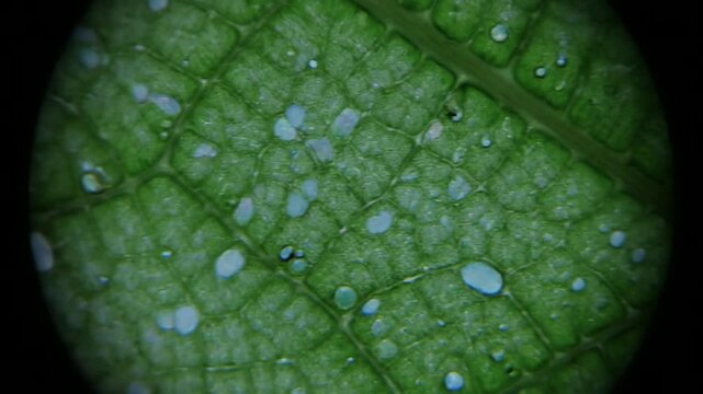 Highly detailed microscopic visualization of a leaf epidermal surface showcasing intricate cellular structure and stomatal arrangement for scientif...