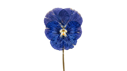 Pressed pansy flower featuring intricate deep blue petals with dark veins and a delicate stem shown on transparent background © Himel
