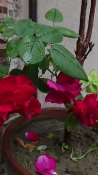 Vibrant Red Roses with Raindrops in a Flower Pot