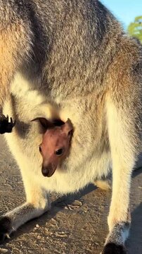 Cute Joey Looking Out of Mother Kangaroo Pouch