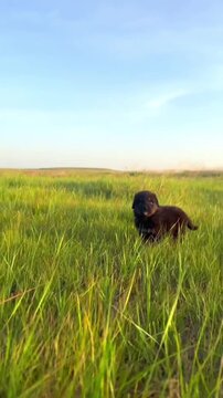 Cute fluffy puppy standing in a green meadow at sunset