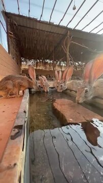 Group of rabbits drinking water from a trough in an outdoor enclosure