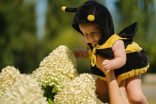 Cute baby in a bee costume exploring blooming hydrangeas in a sunny summer garden.