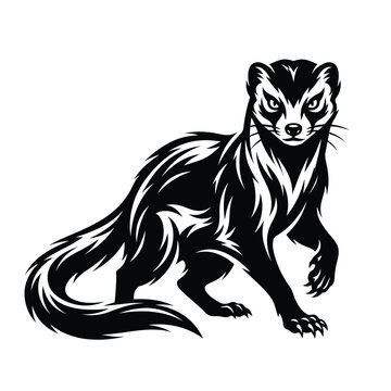 Black and white of a standing ferret polecat weasel