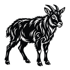 Obraz premium Black and white of a standing mountain goat animal