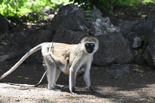 Green monkey (Chlorocebus aethiops), a small African primate found in savannas, woodlands, and other open habitats.