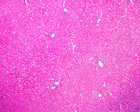 Human liver.